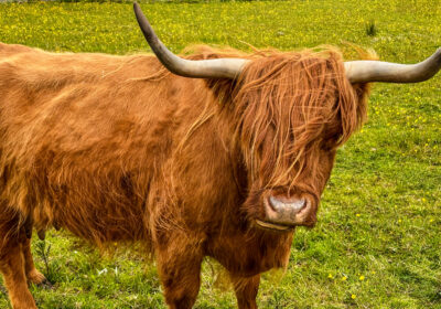 Eine braunes Highland Cattle mit Hörnern auf einer grünen Wiese